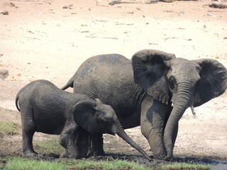 Elephant family © Paul