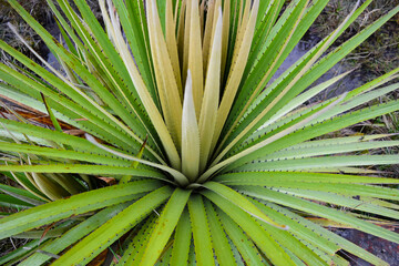 frailejon verde