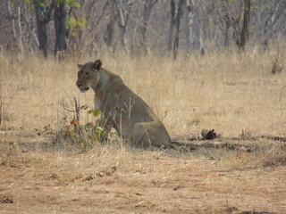 lion cub desert