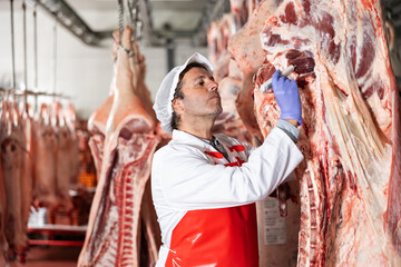 Focused professional butcher measuring temperature of beef carcass hanging in refrigerator at meat...