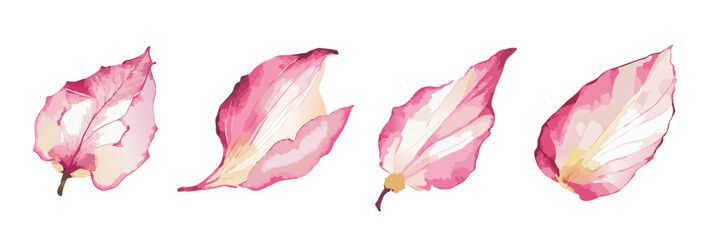 Watercolour painting of rose petals
