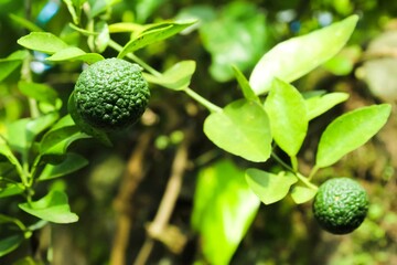 limes on the tree