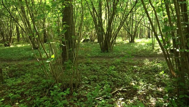 The walking motion scene in the shady wooded environment between wild hazel groves on a sunny day in summer. Sunlit bushy environment. Green summer beauty in a forest.