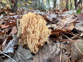 Coral Mushroom