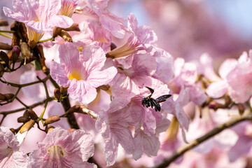 Tabebuya, a type of plant originating from Brazil. Most people often think of it as Sakura, because the shape of the flower is similar to that of cherry blossoms
