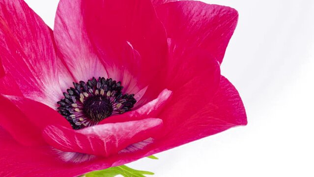 ピンク色のアネモネの開花の4Kタイムラプス動画