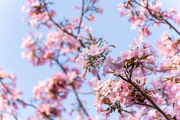Tabebuya, a type of plant originating from Brazil. Most people often think of it as Sakura, because the shape of the flower is similar to that of cherry blossoms