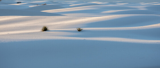 Small Yucca Pop Up On The Endless Dunes In White Sands