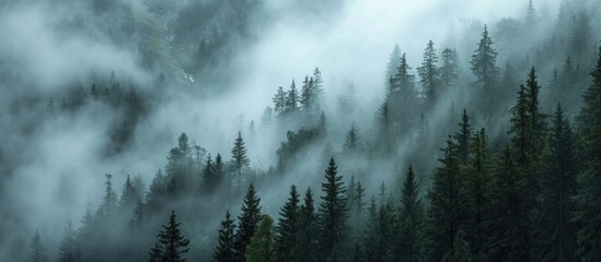 Stormy weather with misty trees on mountain slope. - obrazy, fototapety, plakaty