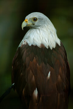Bondol Eagle or Haliastur Indus bird