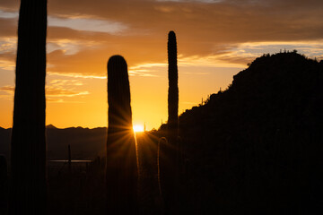 Sunburst And Saguaro Cactus at Sunset
