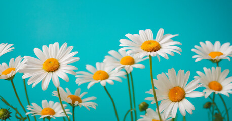 Fototapeta na wymiar Beautiful daisies on a blue background, copy space