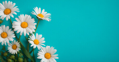 Beautiful daisies on a blue background, copy space