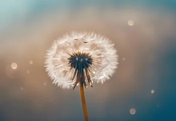 Foto op Plexiglas Beauty water drop rain dew on a dandelion seed with reflection of flower on a blue background macro © ArtisticLens