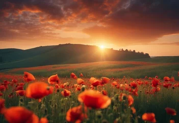 Gordijnen Natural landscape with blooming field of poppies at sunset Poppies flowers and butterfly in nature i © ArtisticLens