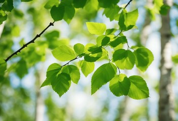 Fototapeta na wymiar Young juicy green leaves on the branches of a birch in the sun outdoors in spring summer close-up ma