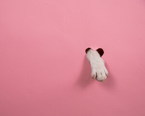 A dog's paw sticks out of a pink cardboard background. A hole in the shape of a heart.
