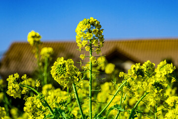 早咲き菜の花