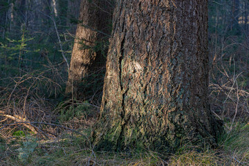 Pine tree trunks lit by some soft autumn sunlight.