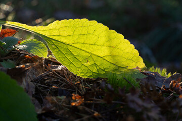 Beautiful Fallen leaf at the ground in an autumn forest. The green leaf is lit by sun backlight.