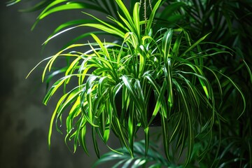 Chlorophytum comosum with green leaves