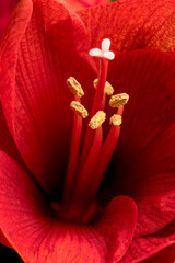 Red Amaryllis flower with pistil close-up, graphical, fine art