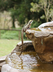 Obraz premium Australian water dragon (Intellagama lesueurii) sitting at the edge of the fountain