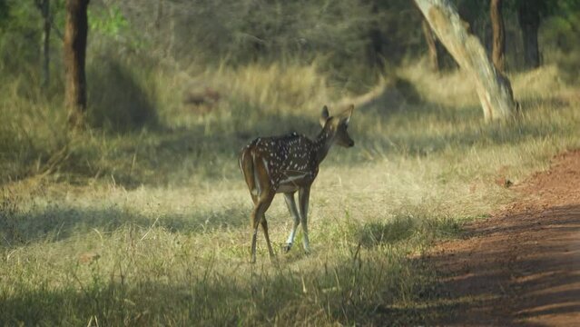 Close up shot of a Chital and its fawn or Cheetal or Axis axis deer in dry grasslands of Kuno National Park in Sheopur India