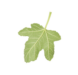One green leaf of fig tree isolated on white
