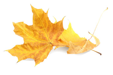 Autumn season. Dry maple leaves isolated on white