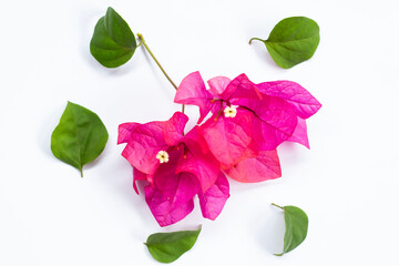Set of bougainvillea flowers and leaves isolated on white
