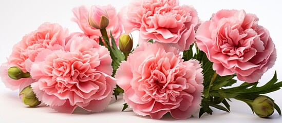 Pink carnation flower isolated on white background