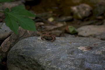 frog on a rock