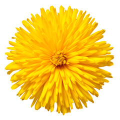 Yellow flower doronicum isolated on a white background
