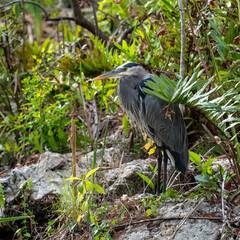 Great Blue Heron