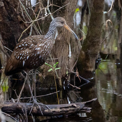 Green Heron