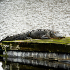 alligator in the water