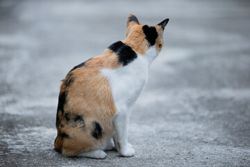 Cat sitting on concrete floor in the park. Selective focus.