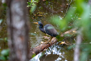 Little Blue Heron