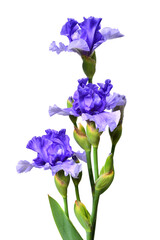 Iris flowers bouquet blue isolated on white background. Summer. Spring. Flat lay, top view. Floral pattern. Love. Valentine's Day