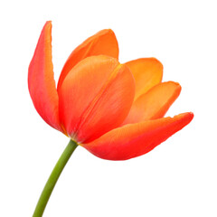 Orange tulip flower isolated on white background. Still life, wedding. Flat lay, top view