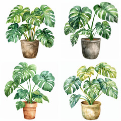 Set of watercolor monstera plant in a pot isolated on transparent background