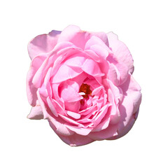 Pink rose flower blossom, Beautiful flower