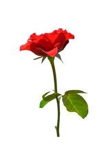 Red rose flower with stem and leaf, Beautiful flower