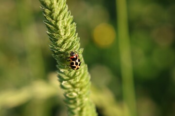 Bug on blade of grass