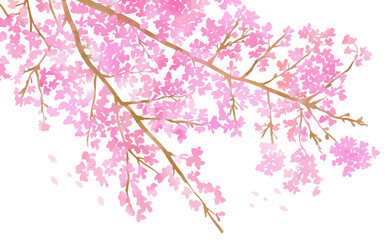 手描きの桜の花と枝の背景用イラスト
