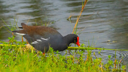 Common Gallinule