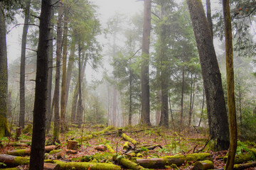 Fog in the Forest
