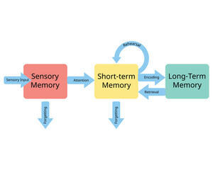 three stages of memory from sensory memory to short term memory and long term memory