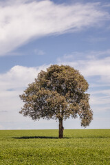 Fototapeta na wymiar árvore na cidade de Paracatu, Estado de Minas Gerais, Brasil